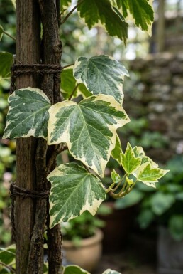 Hedera colchica 'Dentata Variegata' opstammet 60-80 cm C2