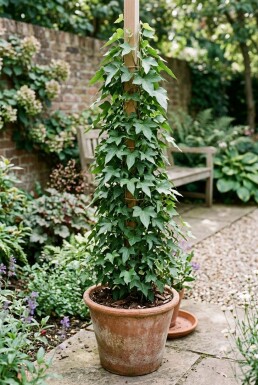 Hedera helix 'Sagittifolia' opstammet 150-175 cm C4,5