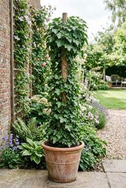 Hedera hibernica 60-80 cm C2