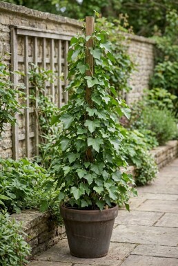 Hedera hibernica 60-80 cm C2