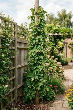 Humulus lupulus 'Herculus' stok 60 cm C2