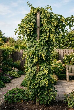 Humulus lupulus 'Pioneer' på stok 60 cm C2