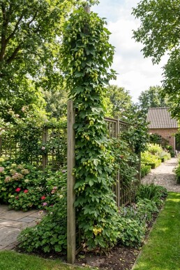 Humulus lupulus på stok 60 cm C2