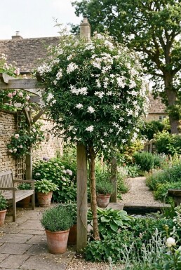 Jasminum officinale opstammet 150-175 cm C5