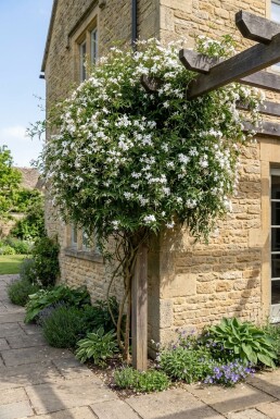 Jasminum officinale opstammet 70 cm C2