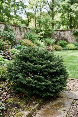 Abies balsamea 'Nana' Busk