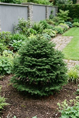 Abies balsamea 'Nana' Busk