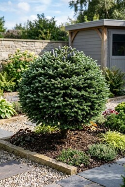 Abies koreana Kugle
