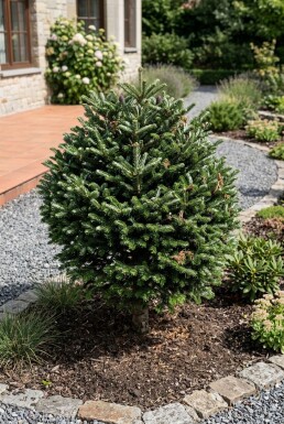 Abies koreana Kugle