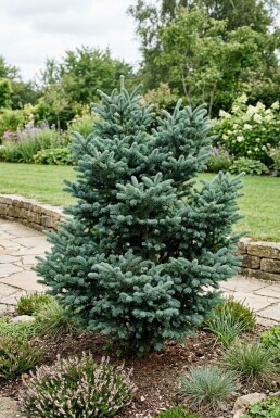 Abies koreana 'Blue Emperor' Busk