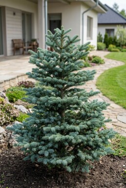 Abies koreana 'Blue Emperor' Busk