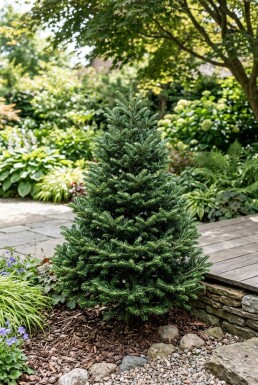 Abies koreana 'Brillant' Busk