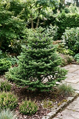 Abies koreana 'Brillant' Busk
