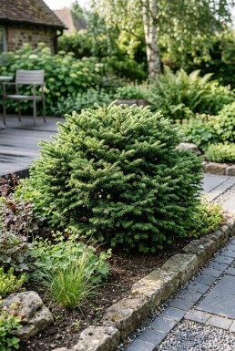 Abies koreana 'Cis' Busk