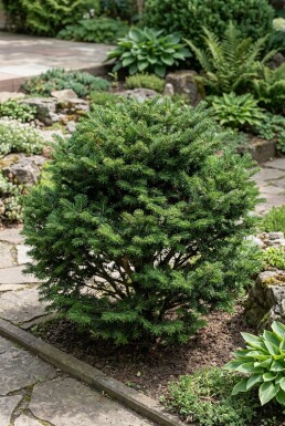 Abies koreana 'Cis' Busk