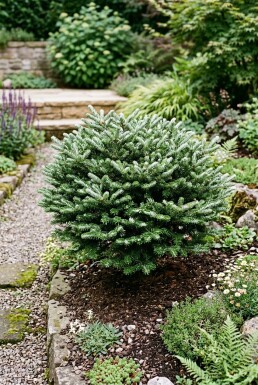 Abies koreana 'Kohout's Icebreaker' Busk