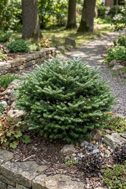 Abies koreana 'Kohout's Icebreaker' Busk