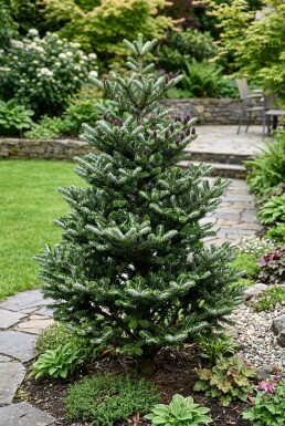 Abies koreana 'Silberlocke' Busk