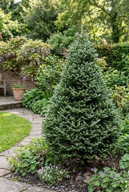Abies koreana 'Silberlocke' Busk