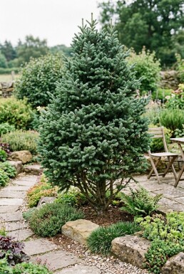Abies lasiocarpa 'Compacta' Busk