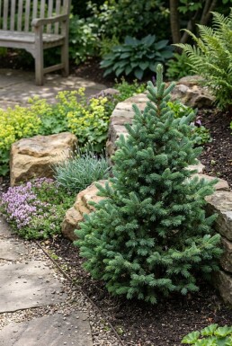 Abies lasiocarpa 'Compacta' Busk