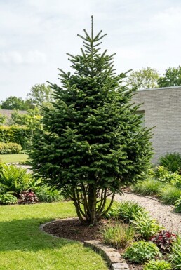 Abies nordmanniana Busk