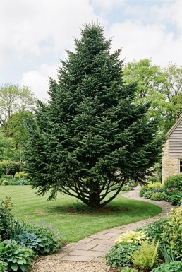 Abies nordmanniana Busk