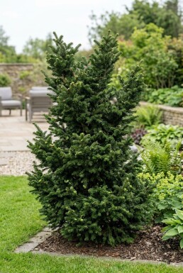 Abies nordmanniana 'Dobrichovice' Busk