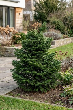 Abies nordmanniana 'Dobrichovice' Busk