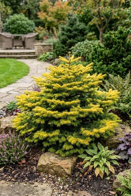 Abies nordmanniana 'Golden Spreader' Busk