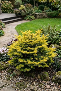 Abies nordmanniana 'Golden Spreader' Busk