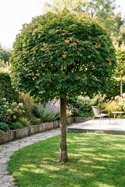 Acer campestre 'Nanum' halvstamme stammehøjde 150 cm C10
