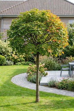 Acer campestre 'Nanum' halvstamme stammehøjde 150 cm C10