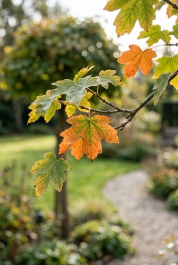 Acer campestre 'Nanum' halvstamme stammehøjde 150 cm C10