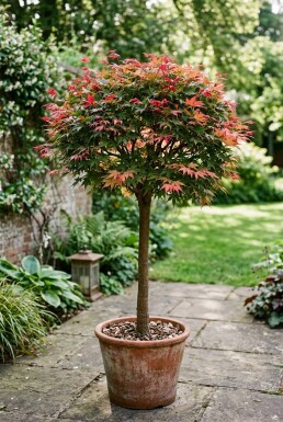 Acer palmatum 'Beni Maiko' Op stam