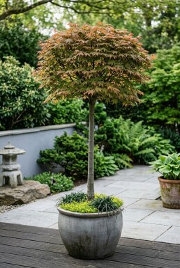 Acer palmatum 'Beni Maiko' Op stam