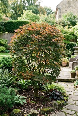 Acer palmatum 'Brown Sugar' busk