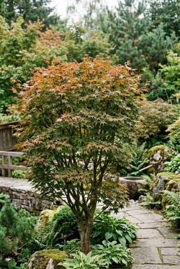 Acer palmatum 'Brown Sugar' busk