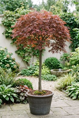 Acer palmatum 'Cascade Ruby' På stamme
