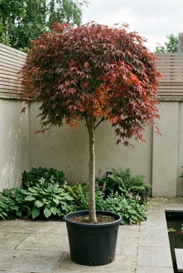 Acer palmatum 'Cascade Ruby' På stamme