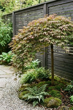 Acer palmatum 'Cascade Ruby' På stamme
