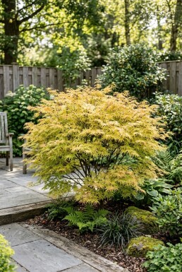 Acer palmatum 'Dissectum Flavescens' Busk