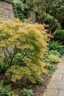 Acer palmatum 'Dissectum Flavescens' Busk