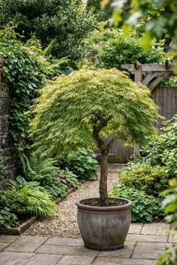 Acer palmatum 'Dissectum Viridis' halvstamme stammehøjde 90 cm C10