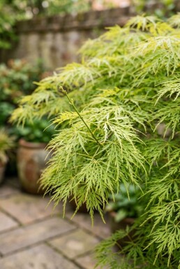 Acer palmatum 'Dissectum Viridis' halvstamme stammehøjde 90 cm C10
