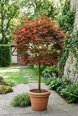 Acer palmatum 'Fireglow' På stamme