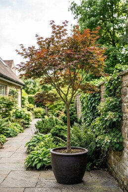 Acer palmatum 'Fireglow' På stamme