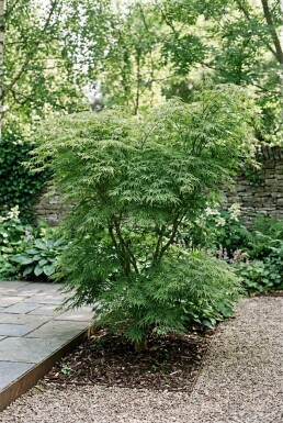 Acer palmatum 'Green Lace' Busk