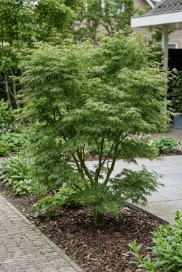 Acer palmatum 'Green Lace' Busk