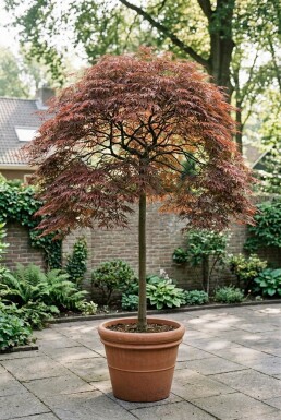 Acer palmatum 'Inaba-shidare' Stamme Japansk løn